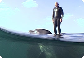 Rod Bennett surfing with his favourite dolphin